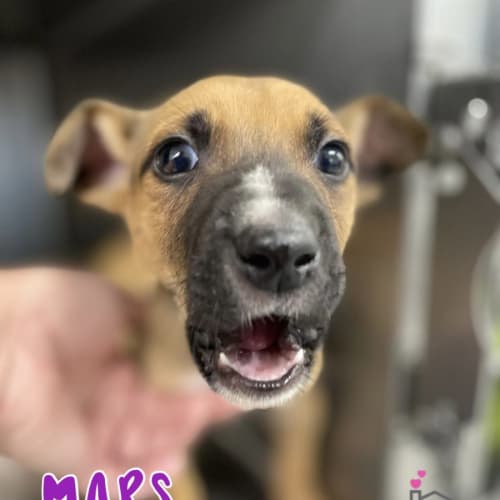 Mars