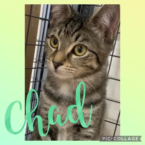 Chad 