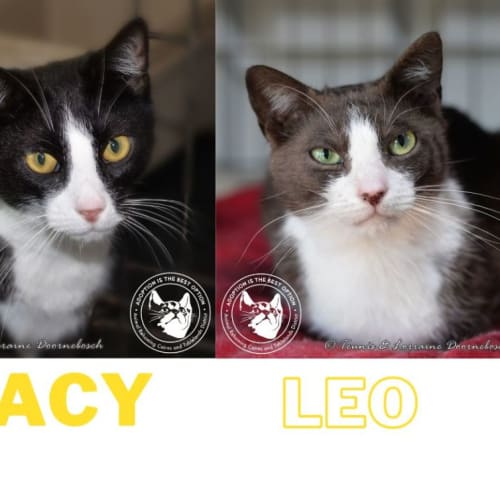 Leo and Lacy - Bonded-pair