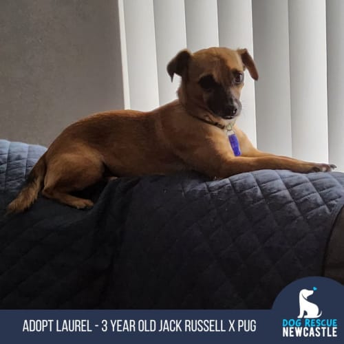 Laurel - 3 Year Old Jack Russell X (Trial)