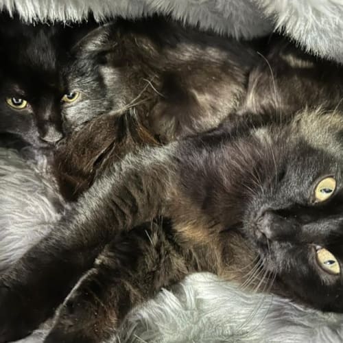 Joey & Indy 