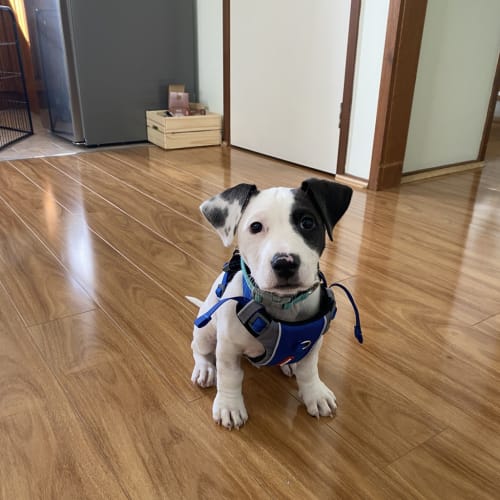 Chico