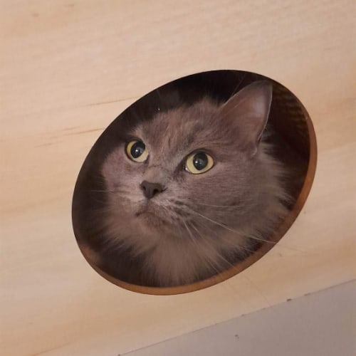 Cleo - Mowbray
