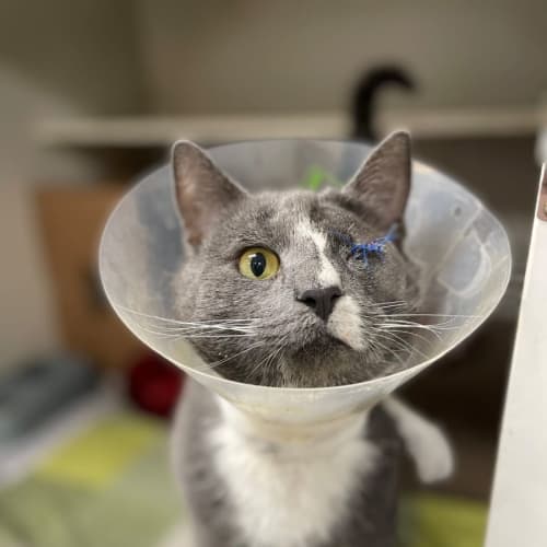 Major Tom