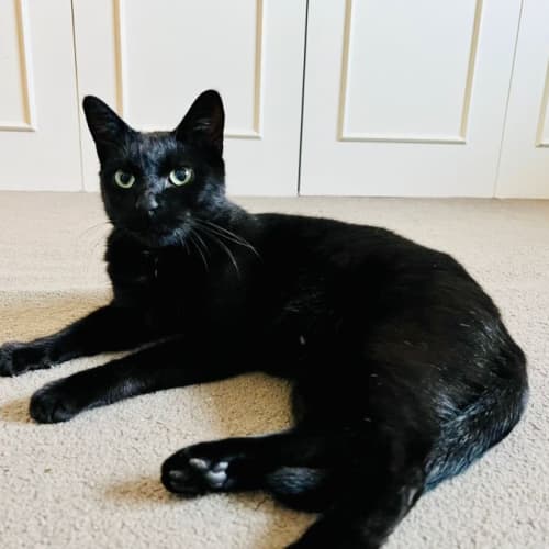 Merlin