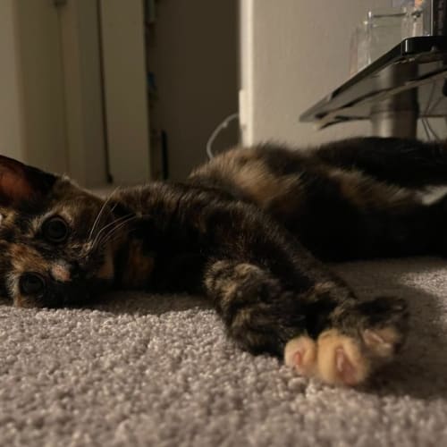 Kit-Kat