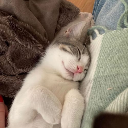 Loki