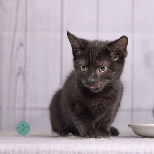 Venitia **2nd Chance Cat Rescue**