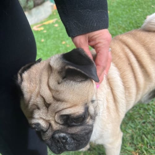Buster