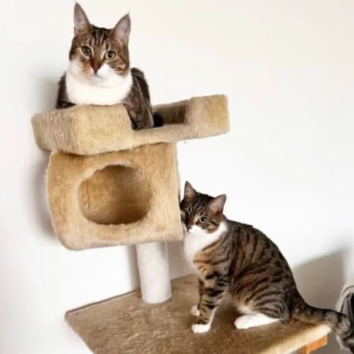 Fred & Wilma 