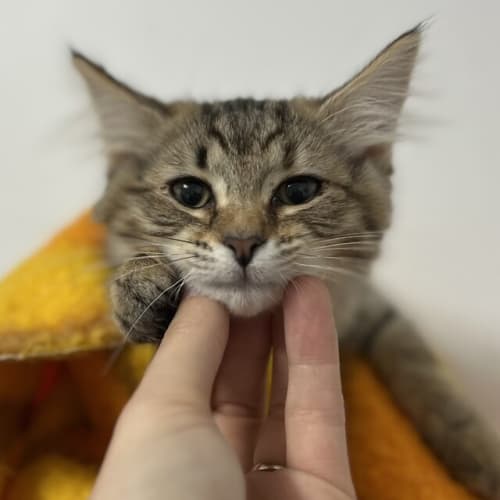 Pawsie