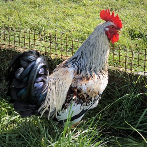 Rooster Patrick