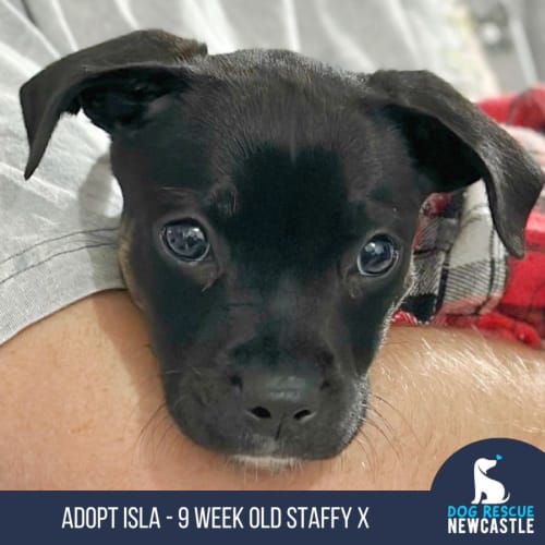 Isla - 9 Week Old Staffy X (Trial)