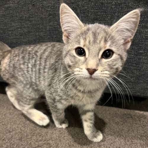 Willow & Gus*Meet us at Neko Hq Preston 3rd June* 
