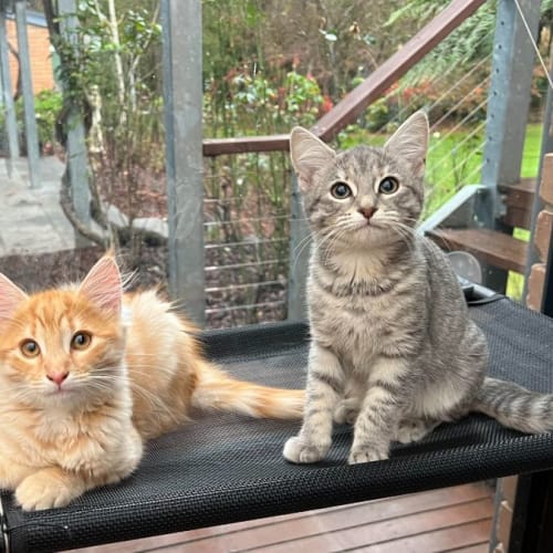 Willow & Gus*Meet us at Neko Hq Preston 3rd June* 