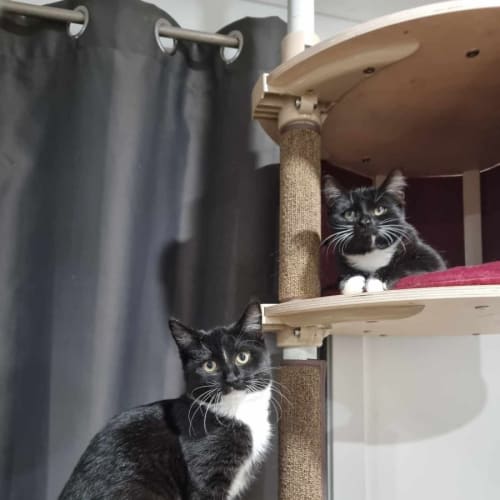 Bonnie & Clyde*Meet at Neko Hq Preston 3rd June*