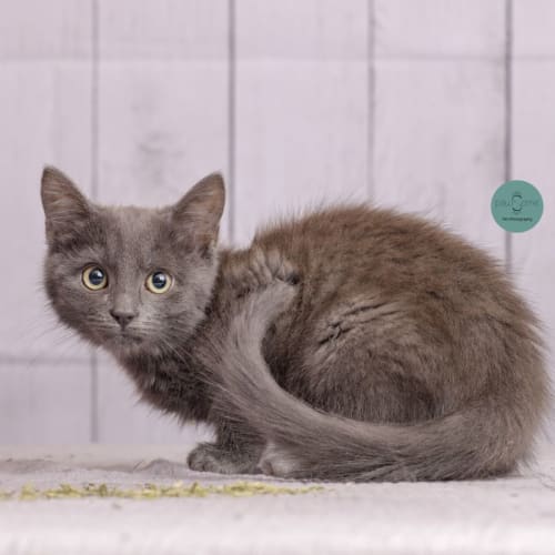Walter **2nd Chance Cat Rescue**