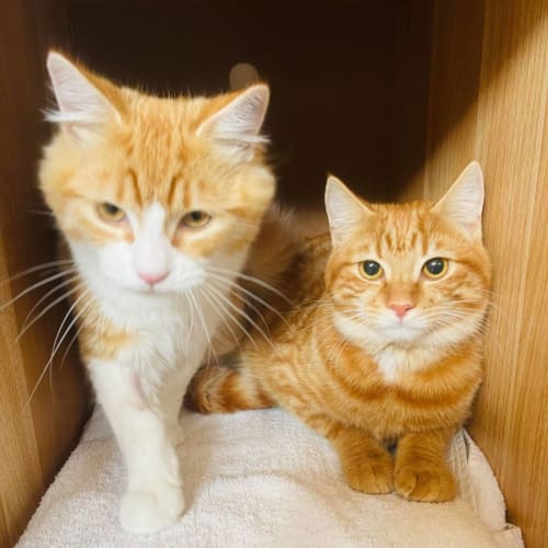 George and Jyn Jyn - Located in Preston