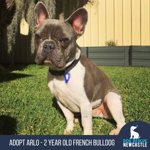 Arlo - 2 Year Old French Bulldog (Trial)