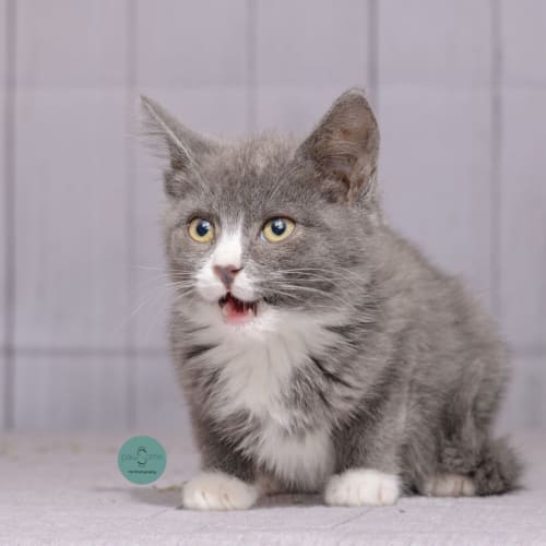 Edna **2nd Chance Cat Rescue**