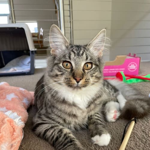 Milo