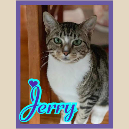 Jerry 💕🐾