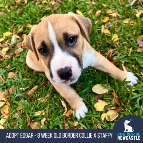 Edgar - 8 Week Old Border Collie X Staffy (Trial)