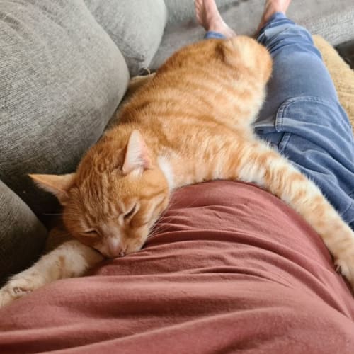Simon