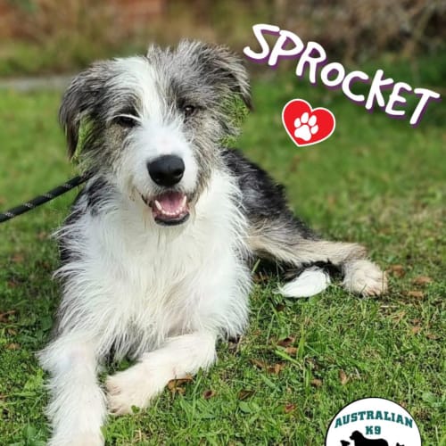 Sprocket 