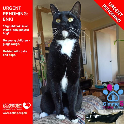 Enki Private Rehoming No Charge!