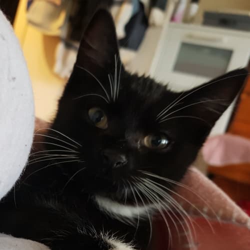 Judah 🐈‍⬛💙