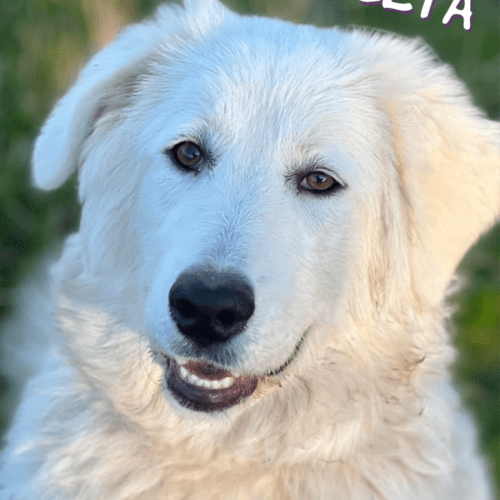 Delta