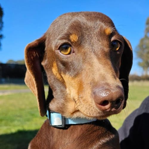 Wynnie