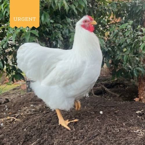 Eggington, Drumstick & Mully