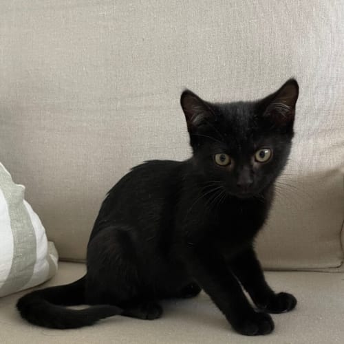 Arlo