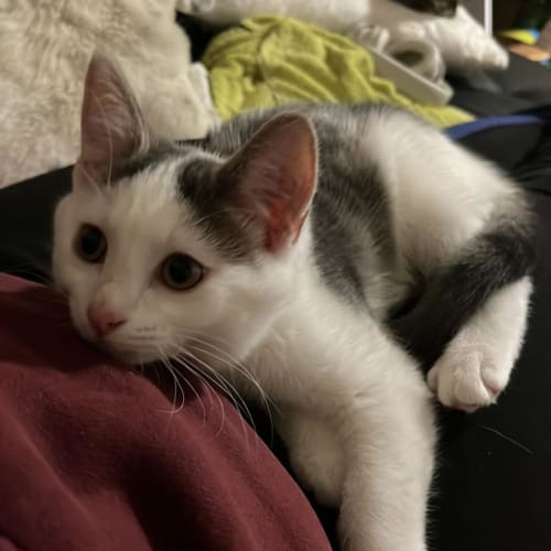 Simba