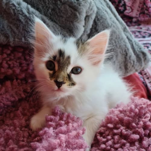 Aoife **2nd Chance Cat Rescue**