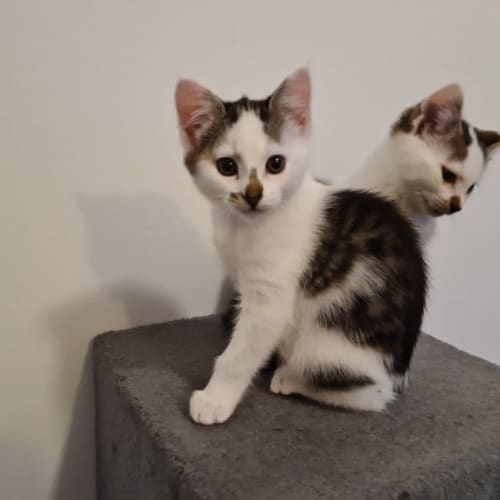 Erin  **2nd Chance Cat Rescue**
