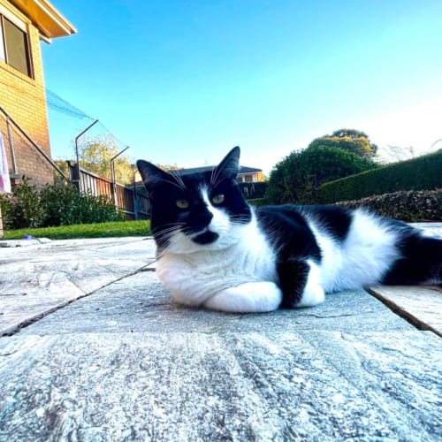Jezze - 2 Year Old Tuxedo Cat (Hold)