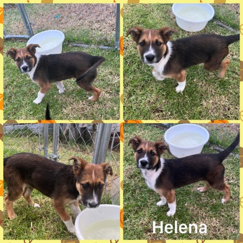 Helena