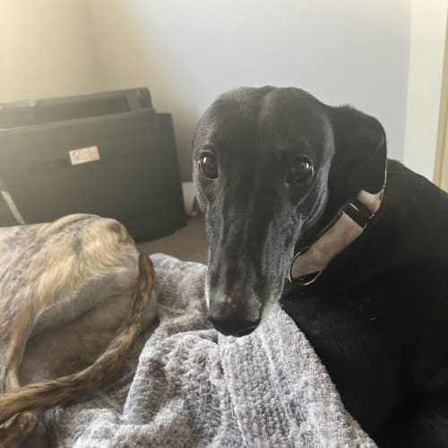 Adele - 6 yo - Greyhound