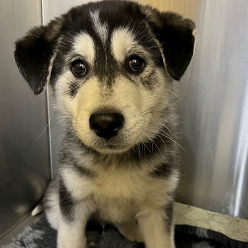 Shayera Hol's  pups