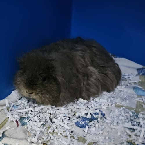 Alfalfa