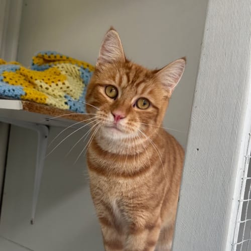 Apollo