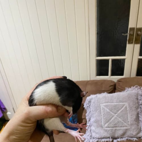 Baby Rat 2