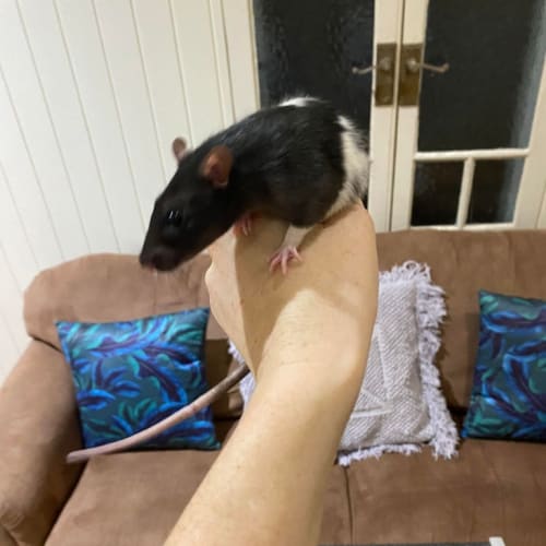 Baby Rat 3