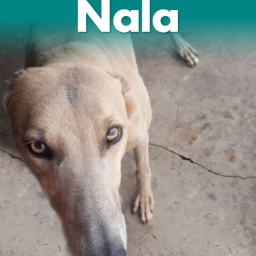 Nala
