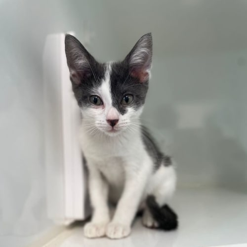 Loki