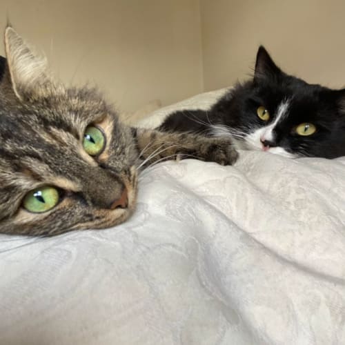 Coco- Located in Northcote