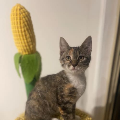 Cleo